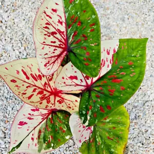 Caladium Wichianmat 1 Bulbo Oreja de Elefante Corazón de Jesús Ángel Alas Tailandia - Imagen 1 de 6