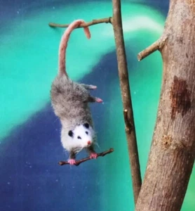 Realistic Opossum MADE TO ORDER OOAK 1:12 Miniature Dollhouse handmade IGMA - Picture 1 of 5