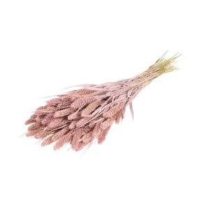 Bündel getrocknet Pastell Setarea oder Fuchsschwanz 60 cm/24 cm neblig rosa - Bild 1 von 2