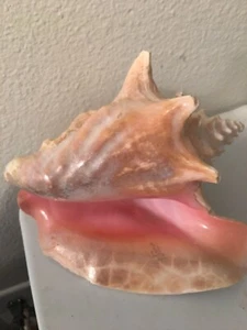 Sea Shell Conk Shell - Pink Tones - Gorgeous - Picture 1 of 4