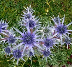Eryngium Bourgattii 9cm Pot Hardy Sea Holly - Picture 1 of 3