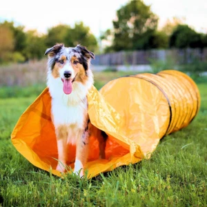 PROCYON Profi Agility Sack-Tunnel ST Spieltunnel Hundehöhle L=300 Ø60 cm - Bild 1 von 5
