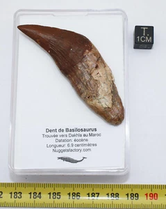 Dent de Basilosaurus dans une boite ( Maroc-6.9 centimètres - 002** ) - Picture 1 of 12