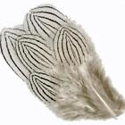 Silver Pheasant Body Feathers