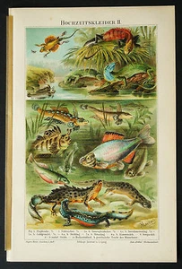 1889 ORIG.ANT.CROMOLITO = PESCI COLORATI = MEYERS - Imagen 1 de 1