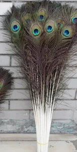 5pcs 75-80cm Natural Genuine Peacock Eye Feathers Vase Home Decor DIY Craft - Picture 1 of 4