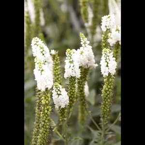 Veronica longifolia 'Alba' - Langblättriger Garten-Ehrenpreis 'Schneeriesin' -… - Bild 1 von 2