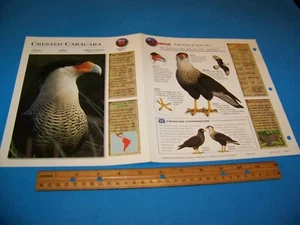 Crested Caracara Photo / Information Page Wildlife Explorer 1998 - Picture 1 of 3