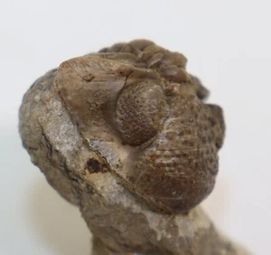 Trilobit, Geesops schlotheimi, Devon, Eifel, Gees, Gerolstein, Eifel, BRD-k423 - Picture 1 of 10