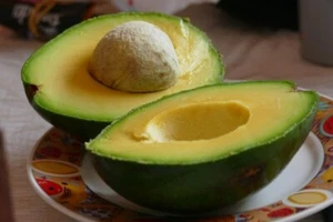 HASS AVOCADO PLANT-GRAFTED-TUBESTOCK SIZE-NUTTY FRUIT-FRUIT TREE GARDEN SHRUB - Picture 1 of 4