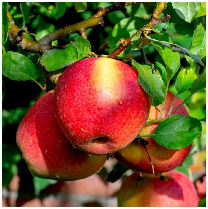 Braeburn Apple Tree 4-5ft, Self-Fertile,Ready to Fruit,Crisp & Aromatic - Image 1 of 4