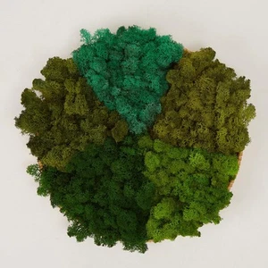 5 Color Mix Pack Preserved Reindeer Moss Natural Green Diy Kit Gardenning Art Wa - Picture 1 of 2
