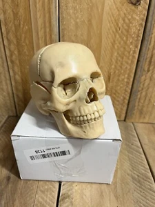 Mini Skull Bone 4D Puzzle Assembling Toy Human Body Organ Anatomical Model Teach - Picture 1 of 8