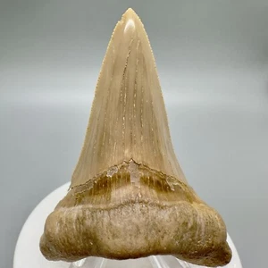 Großer 2,91 Zoll hellbrauner fossiler Carcharocles sokolowi (AURICULATUS) Zahn - W. Sahara - Bild 1 von 6