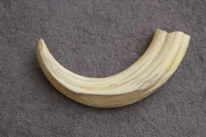 UN COLMILLO DE JABALÍ COMÚN REAL Phacochoerus africanus (diente, talla, pipa) - Imagen 1 de 12
