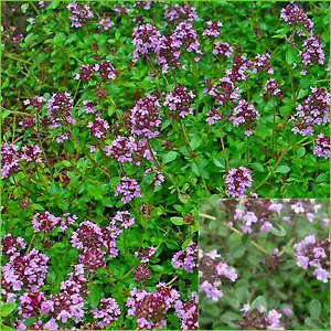 Creeping Thyme (THYME SERPYLLUM ) 50+ Seeds Grow HERBS - Picture 1 of 5