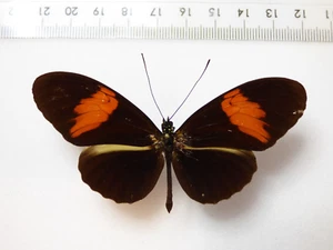 ENTOMOLOGIE, SCHMETTERLING: HELICONIUS MELPOMENE MELPOMENE ♂ BRASILIEN - Bild 1 von 2
