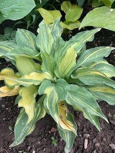 Hosta ‘ Status Quo ’ Plantain Lily Plant Shipping Spring 2025 - Picture 1 of 1