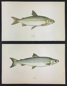 History British Fishes Vendace & Pollan Jonathan Couch 1862 - Picture 1 of 3