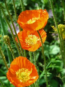 Iceland Poppy : 150 Seeds : Papaver nudicaule : Mixed Colours - Picture 1 of 10