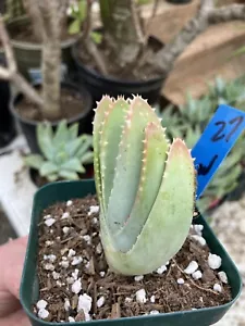 Aloe brevifolia Short-Leaf Aloe Succulent 3" Tall 2"Wide #27B - Picture 1 of 9