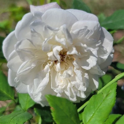 SMITH PARISH Reliquia Amarilla Rosa Planta Viva Blanco Rojo Raya Bermudas Misterio Foto 1 de 4