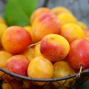 1st. Mirabelle von Nancy 120-150cm kräftig gewachsen im Topf inkl Dünger Busch  - Bild 1 von 3