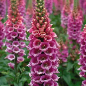 Foxglove Candy Mountain Plants Digitalis Hardy Garden Flowering 10x Plugs - Picture 1 of 7