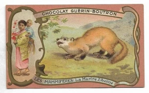 La Martre Zibeline - - Les Mammifères - Chromo Guérin-Boutron - Handelskarte - Bild 1 von 2