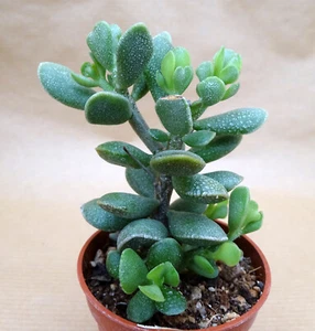 ADROMISCHUS CARYOPHYLLACEUS   caudex plante grasse succulento adenium cactus - Picture 1 of 3