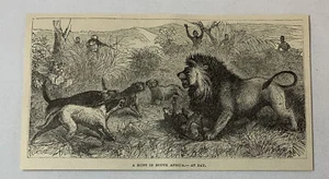 Grabado de revista 1885 ~ A HUNT IN AFRICA - LEON AT BAY - Imagen 1 de 1
