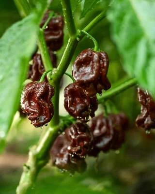 SEEDVILLE USA 50 Hot BROWN HABANERO PEPPER Capsicum Chinense Seeds