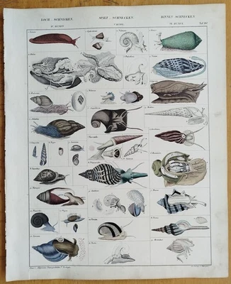 Schnecken - Oken Großer Originaldruck Koloriert  Folio - 1843 - Bild 1 von 2