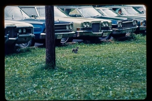Kodachrome  1970s 35mm Color Film Slide Classic American Cars and Squirrel - Picture 1 of 1