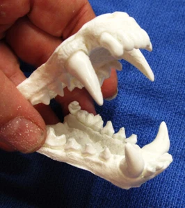 ganasce tasso europeo denti tassidermia fusa replica plastica - Foto 1 di 3