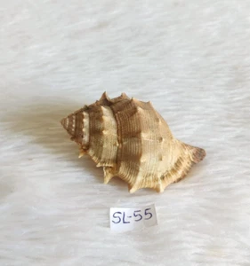 Vintage Beautiful Small Natural Conch Shell Beach Decorative Collectible SL55 - Picture 1 of 9
