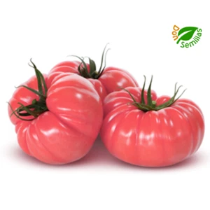 Tomate Gigante Rosa ( 50 semillas ) var. Tres Cantos Selección - Imagen 1 de 1