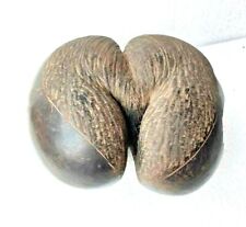 Original Antique Old Rare Double Coco De Mer Seychelles Coconut Nut Seed Kamndal