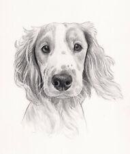 8 x 6" Custom Pencil Pet Portrait - any pet drawn from your photos