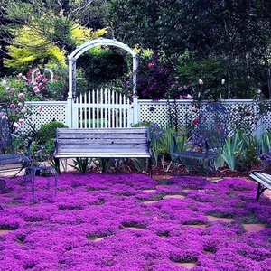 20000+ Magic Purple Creeping Thyme Seeds for Planting Ground Cover Brown  - Picture 1 of 7