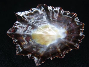 PATELLA OCULUS: BEST PRICED AFRICAN LIMPET SP ON EBAY @ 61.54MM! - Picture 1 of 4