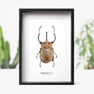 Elefante Escarabajo Insecto Insecto Taxidermia Caja Marco Decoración Hogar Diseño Interior Regalo - Imagen 1 de 3
