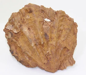 Conchiglia, Ctenostreon pectiniforme, Giura, Callov, Anwil, Svizzera -eb6119 - Foto 1 di 5