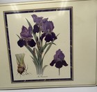 4 pc, PIMPERNEL Iris Germanica Botanical Placemat Set Preowned With Box