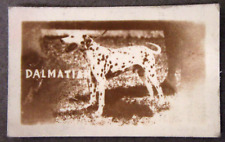 1948 DALMATIAN DOG Topps Magic Photo trading card