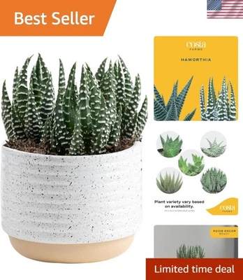 Compact 4-Inch Haworthia Succulent - Low Maintenance Houseplant for Home Décor - Image 1 of 4