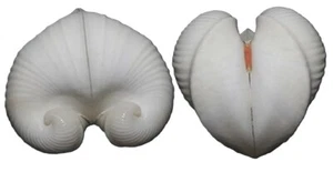 555 seashells Melocardia cumingi SUPERB 30mm Gem, superb white specimen heart sh - Picture 1 of 7