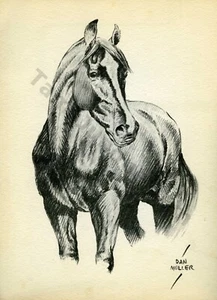 Arte a caballo 1936 de Dan Muller - The Morgan - Página de libro arte litográfico (1571) - Imagen 1 de 1