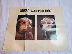 Vintage 80er 1983 Scholastic süßer Most Wanted Hund Welpe Poster Wandbild 26x21 - Bild 1 von 6