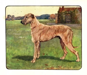 1906 Antique Irish Wolfhound Print Stokes Irish Wolfhound Art Illustration 6447j - Picture 1 of 2